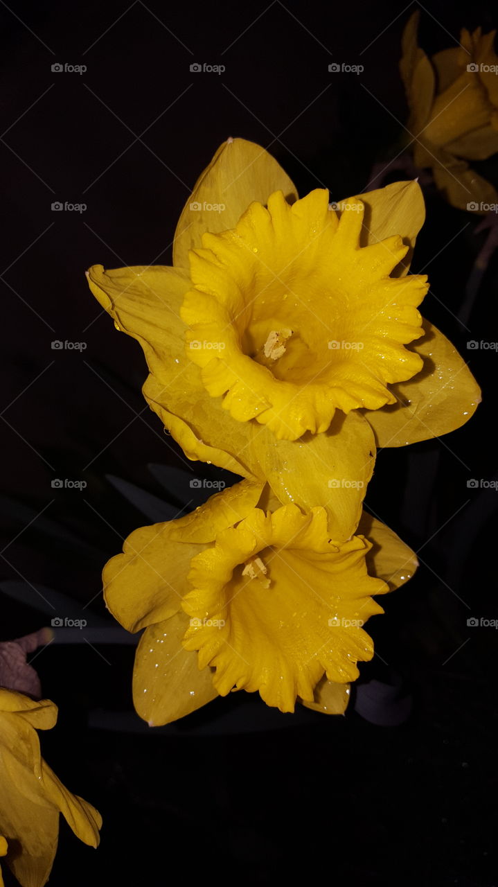 Daffodils at night