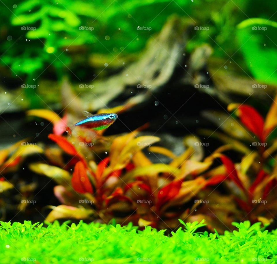 Close-up of one cardinal fish in a fresh water aquarium