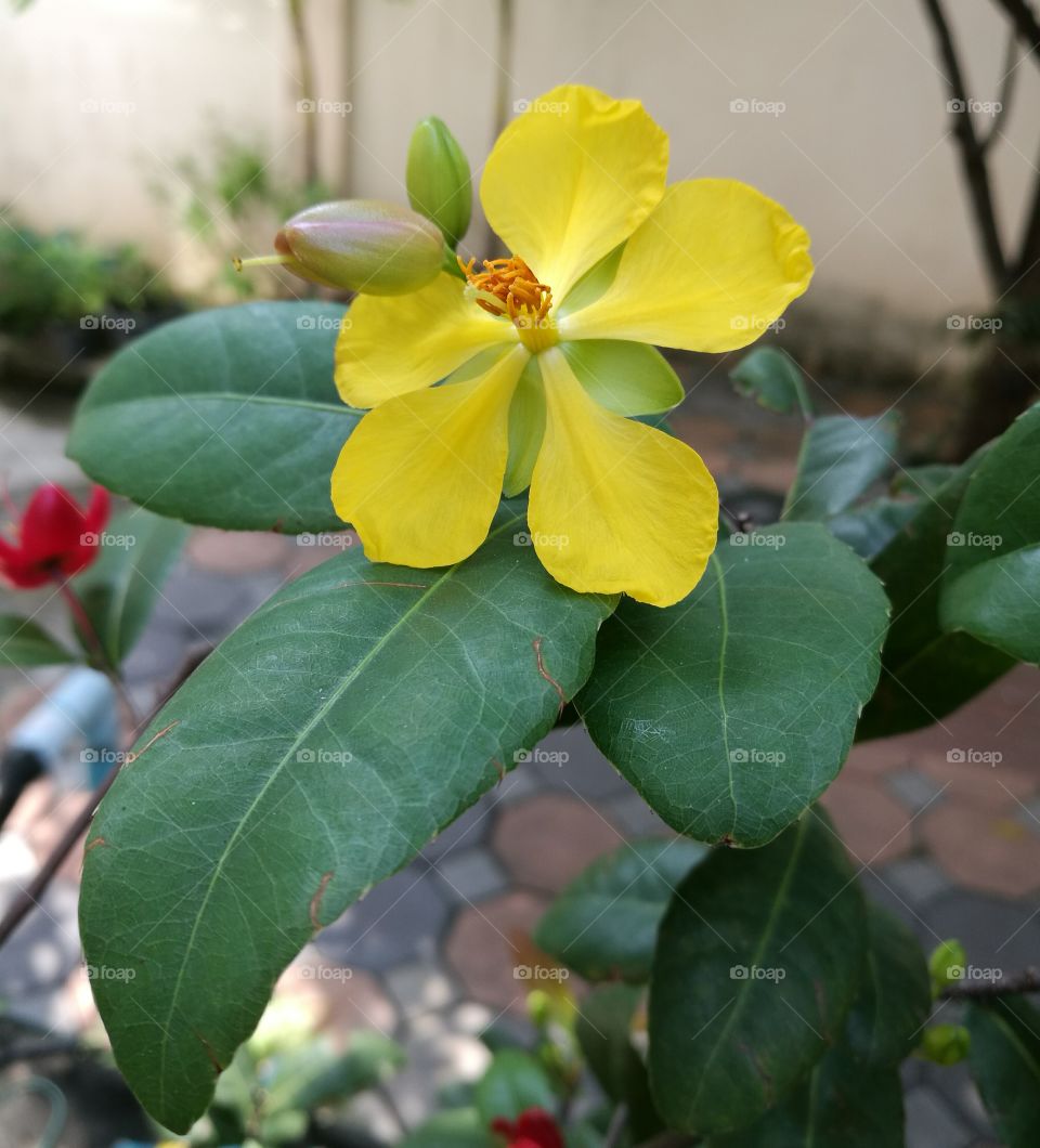 mickey mouse flower with yellow color