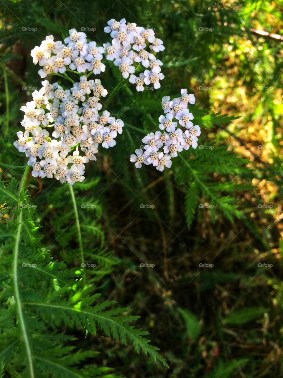 White wildflower 