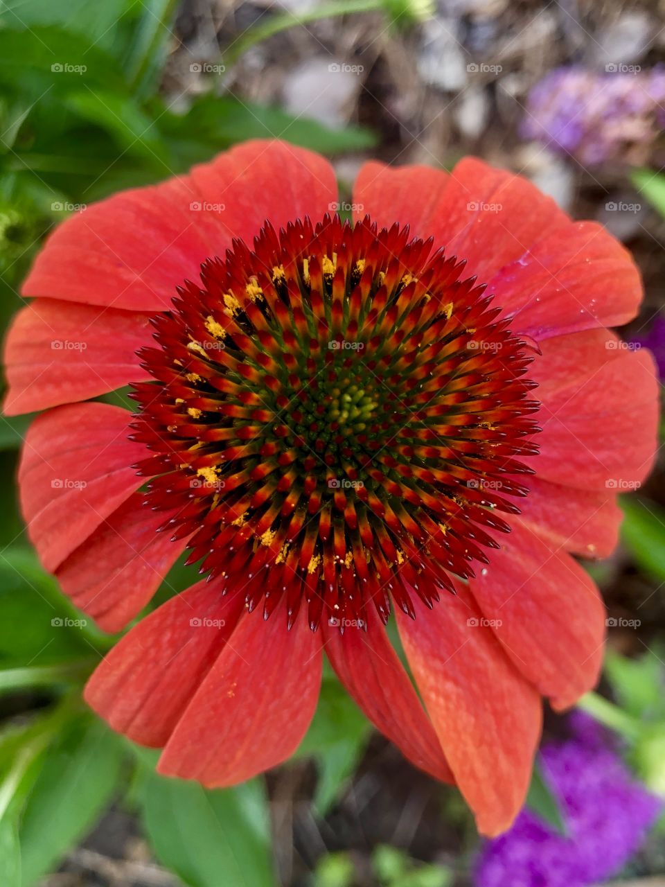 Closeup red coneflower in bloom