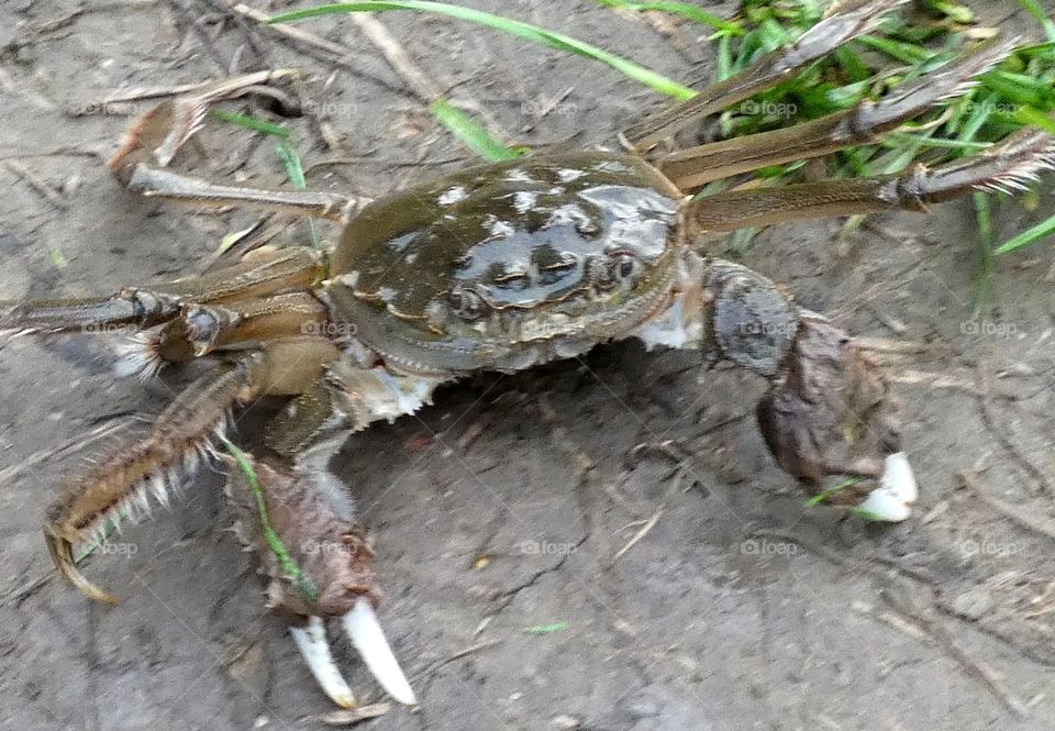 Gefrässiger Freund des Anglers