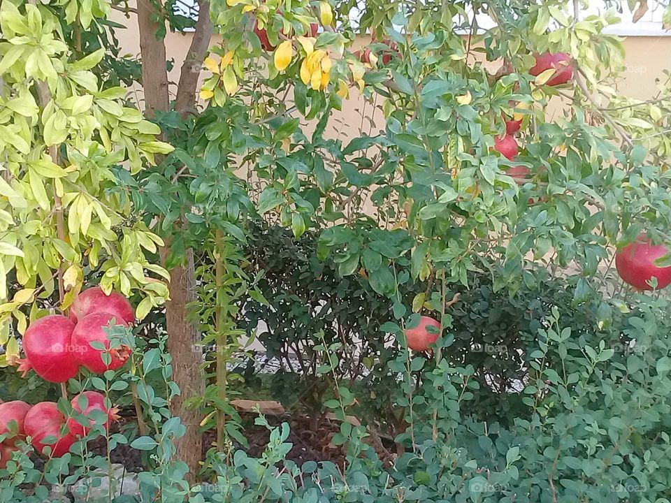Pomegranate