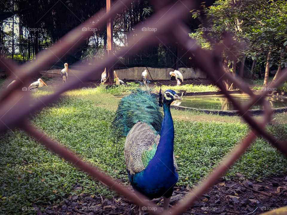 peacock