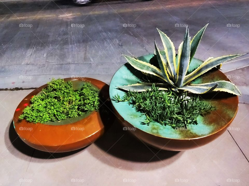 desert pots