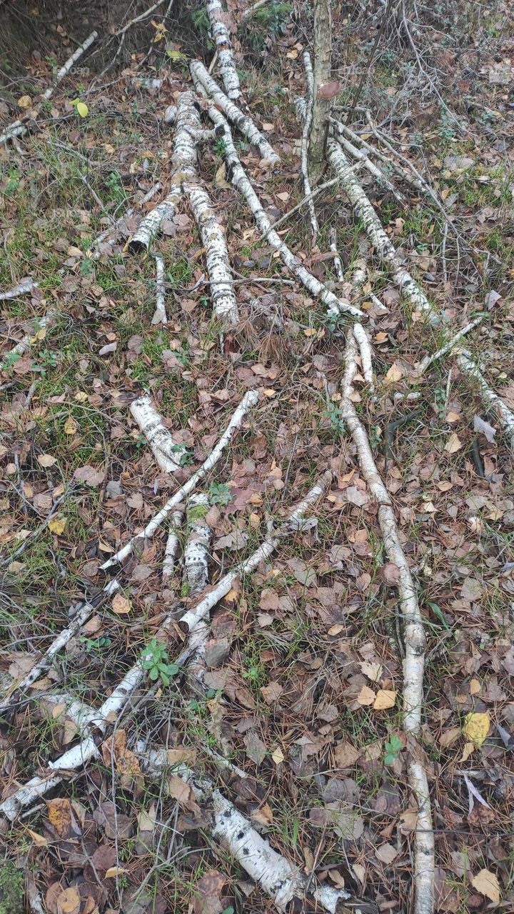 Birch branches