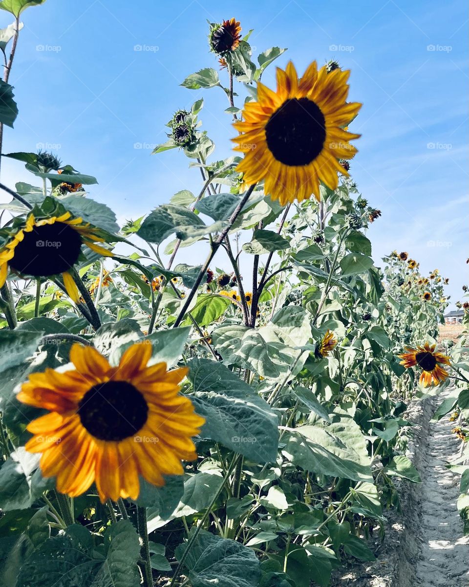 Sunflower fields in Pasco, WA.