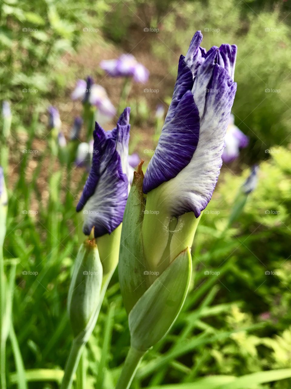 Iris Buds