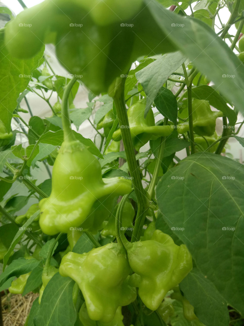 Bell Peppers