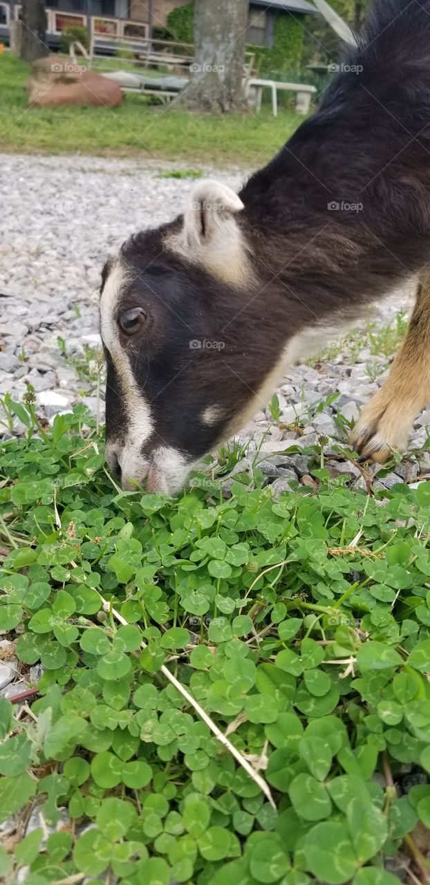 goat eating clover close up
