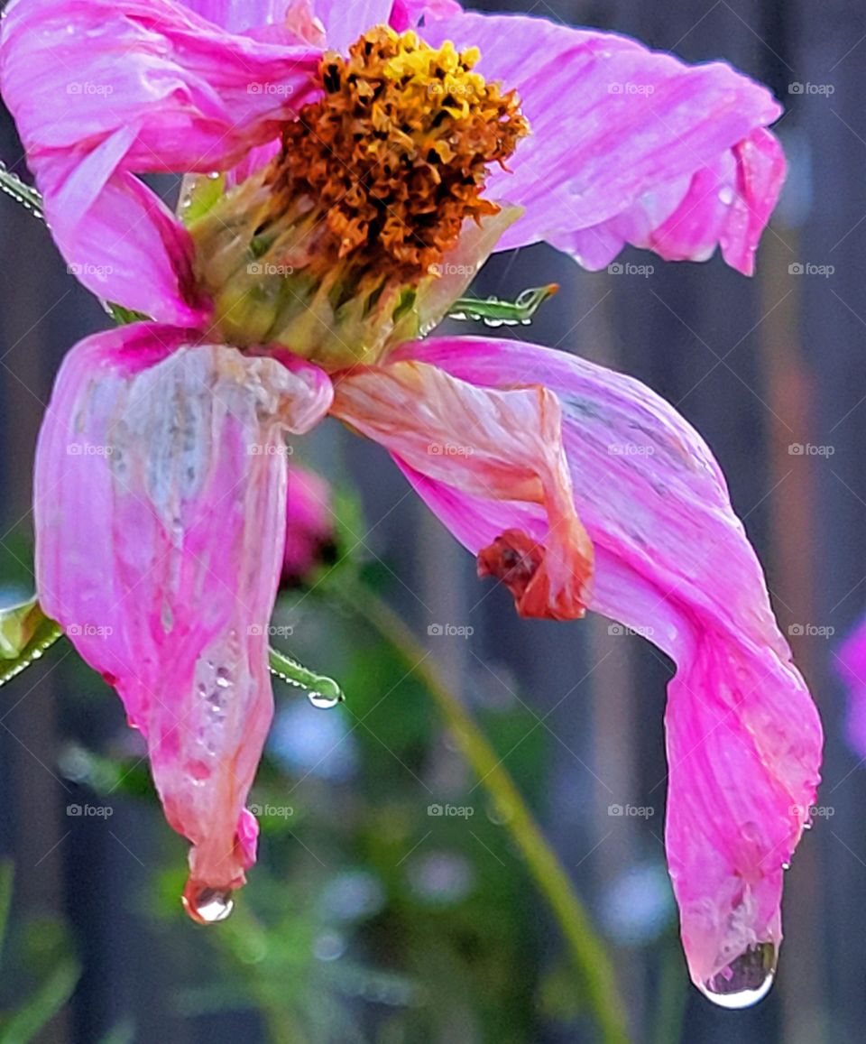 rainy day flowers