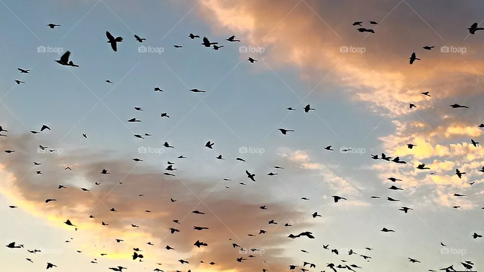Fly