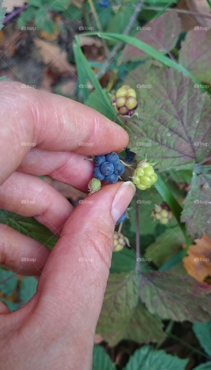 Blueberry. walking in forest