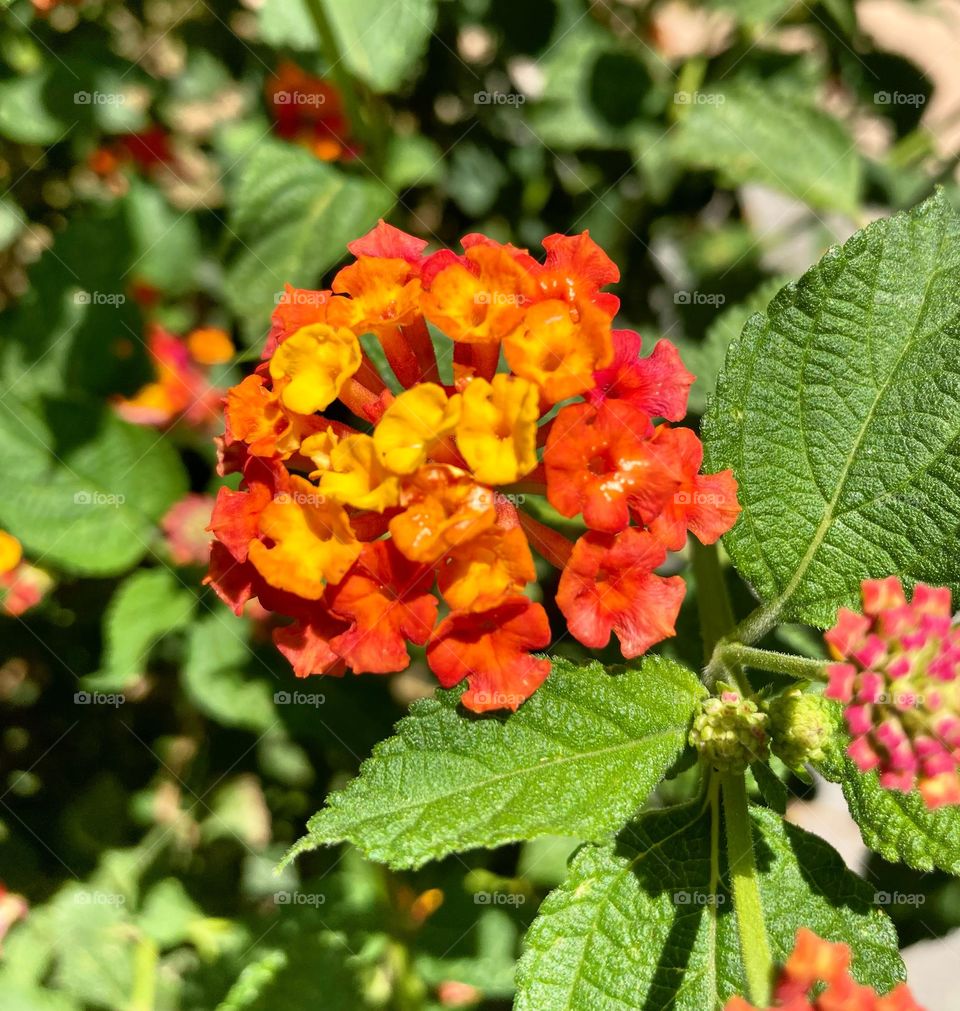 🌹 🇺🇸 Very beautiful flowers to brighten our day.  Live nature and its beauty. Did you like the delicate petals? / 🇧🇷 Flores muito bonitas para alegrar nosso dia. Viva a natureza e sua beleza. Gostaram das pétalas delicadas? 