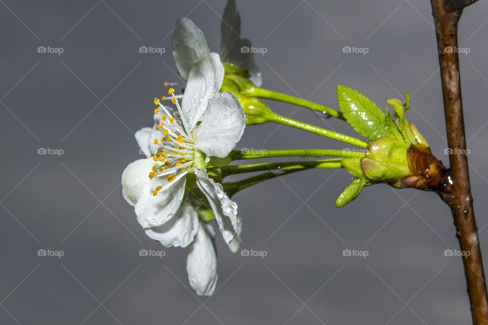 Branch of cherry blossoms during the rain.