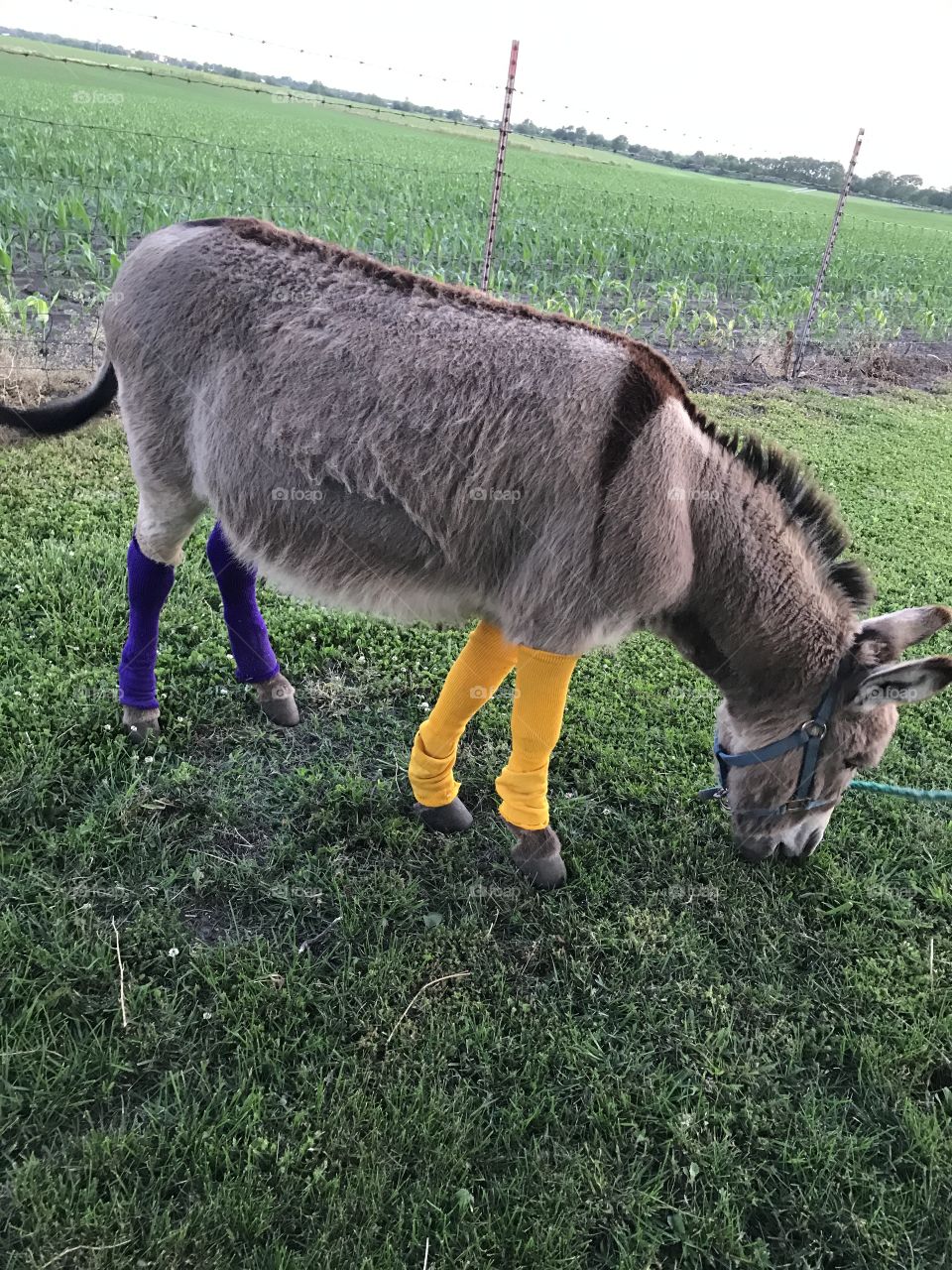 Donkey in socks! 🙃