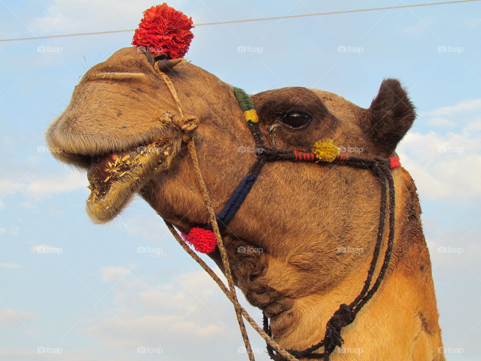 beautiful Camel in Pushkar Ajmer