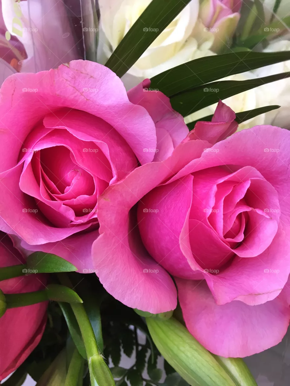 Twin roses 