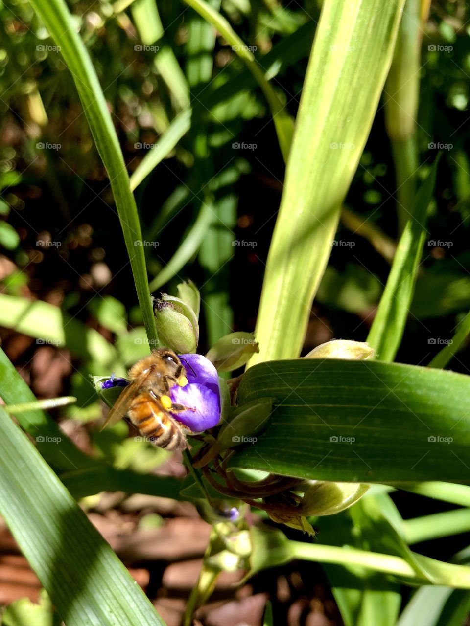 Small bee on purple spiderwort 