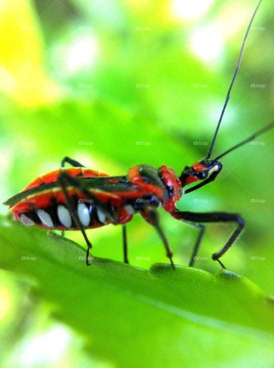 insect