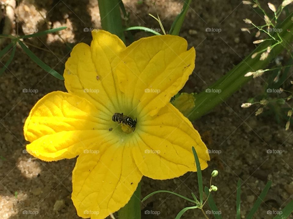 Flower yellow 