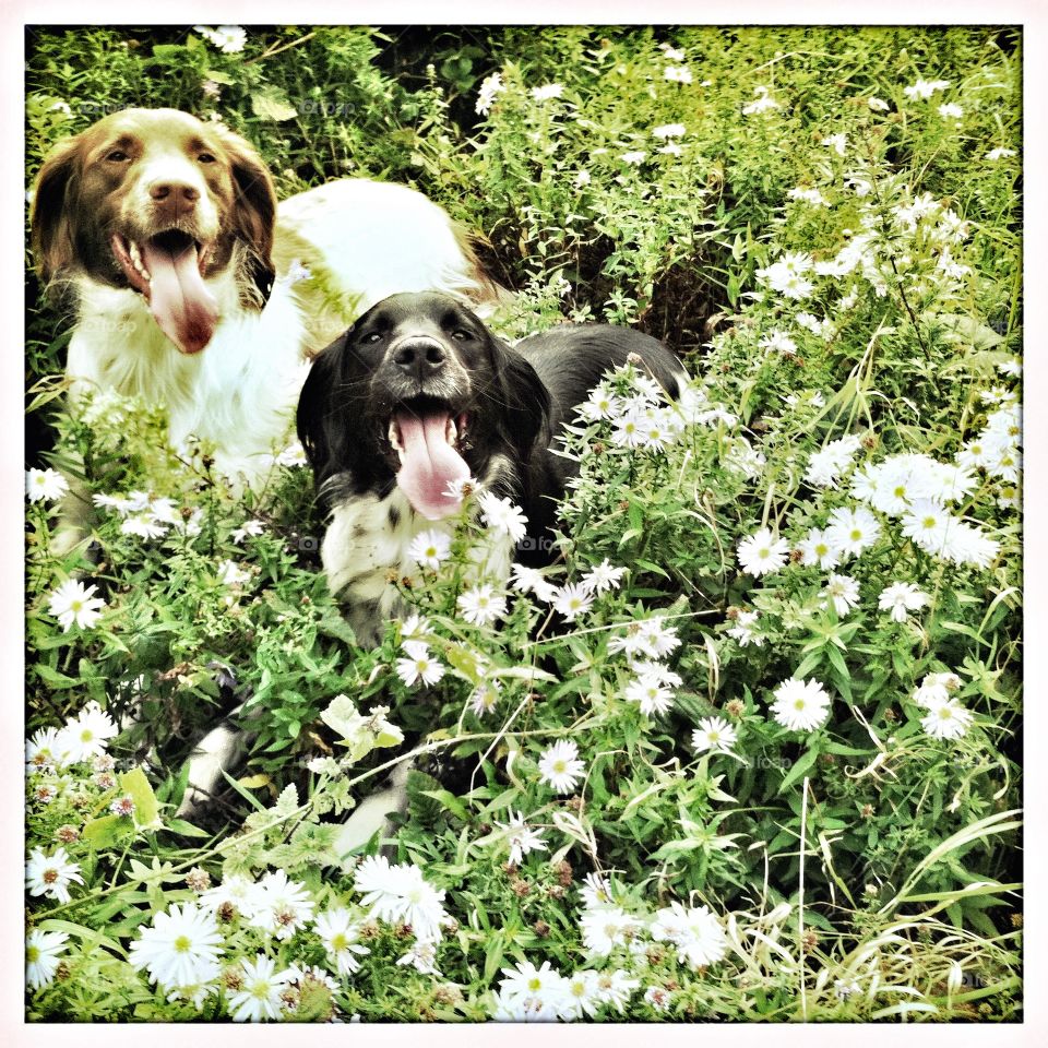 Springer spaniels springtime happy. Springer spaniels take a rest amongst daisies in Spring 