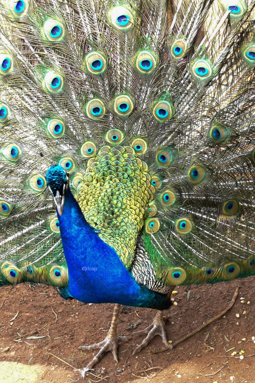 Peacock