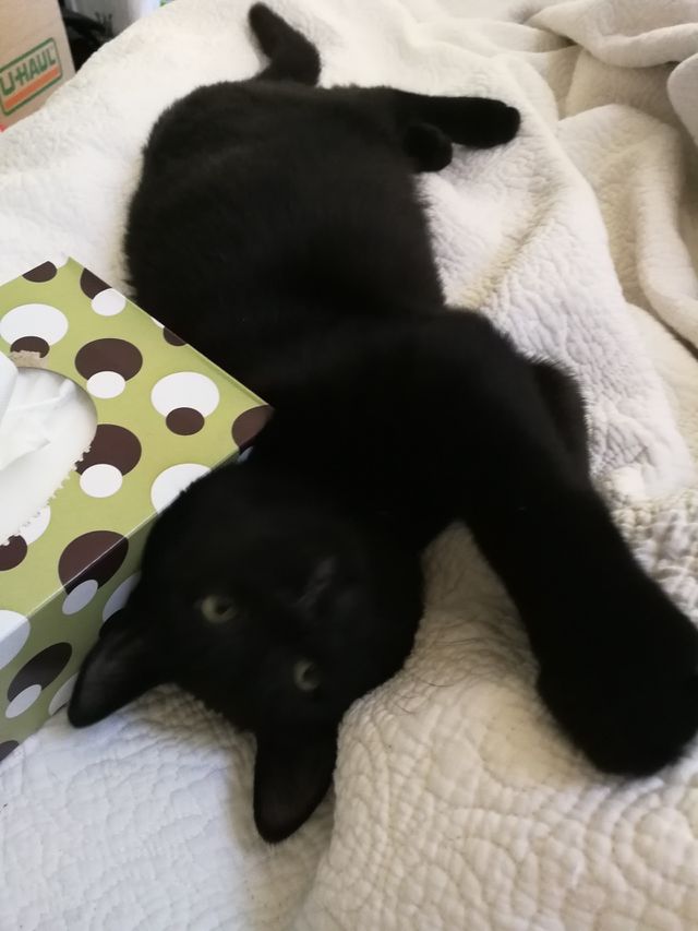 Vogue
