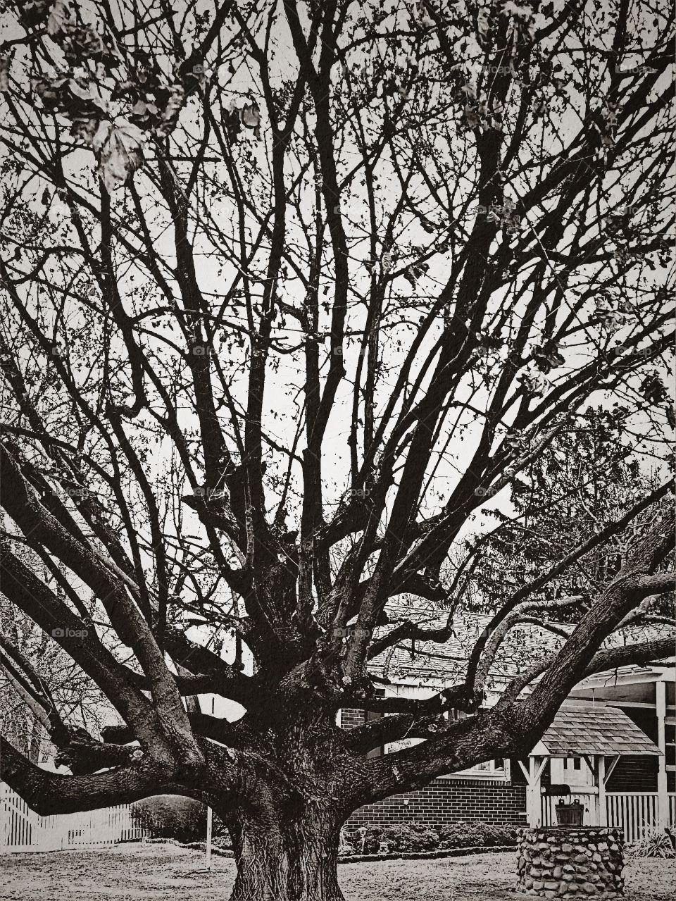 A very scary looking tree