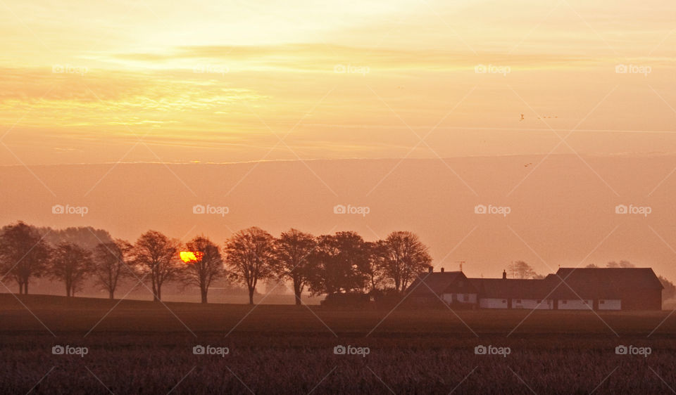 sweden orange trees buildings by bradman