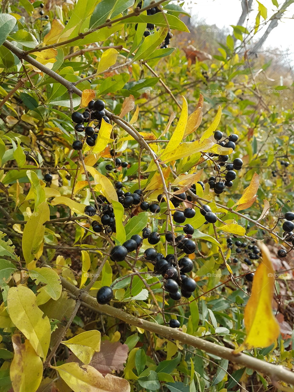 black berries in the fall