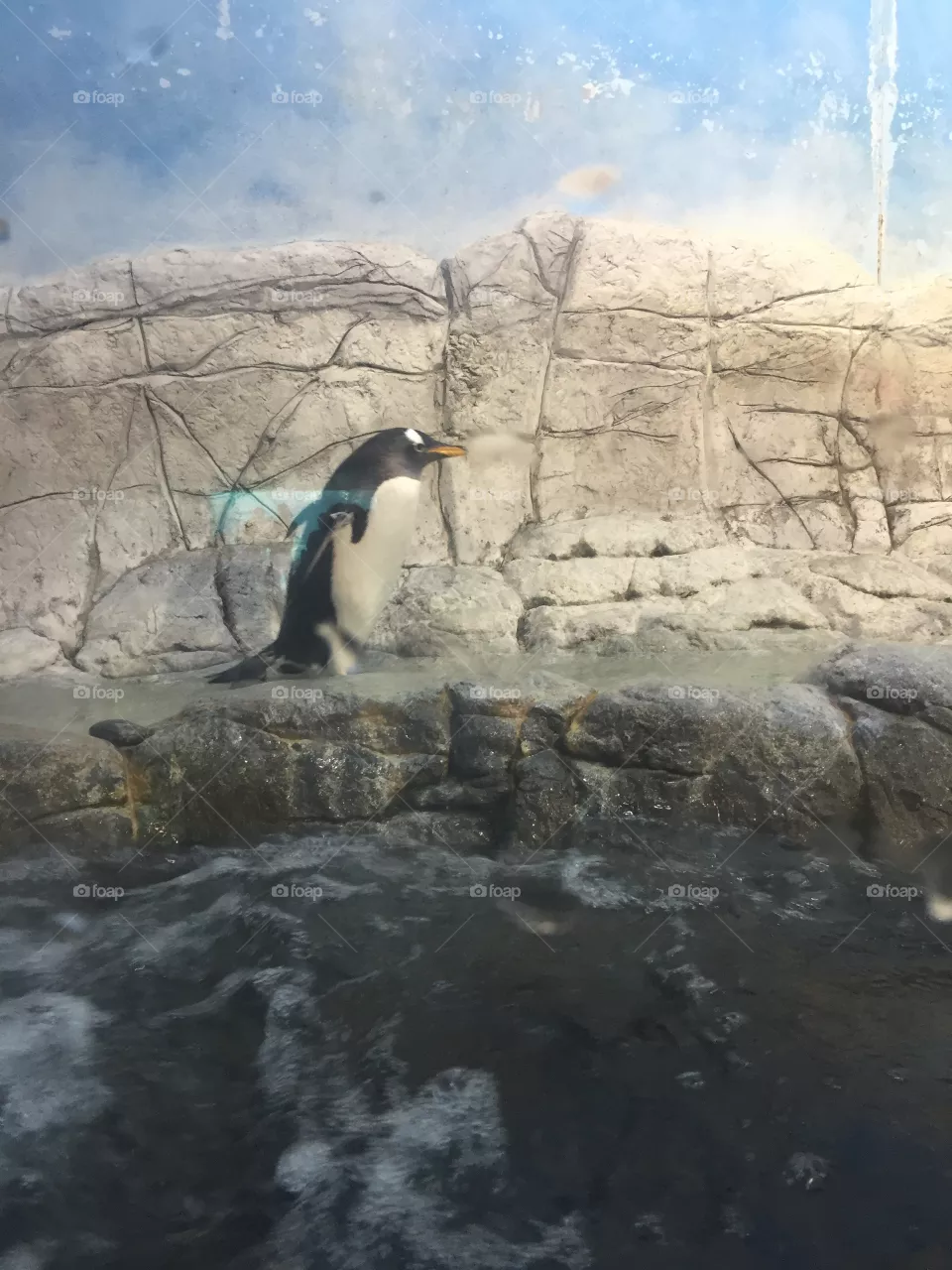 Penguin
