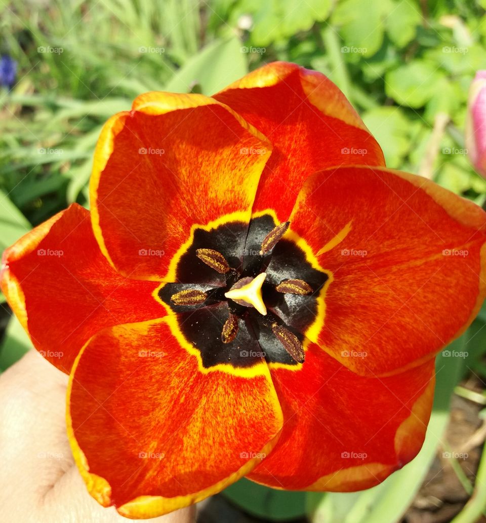 Red  tulip close-up