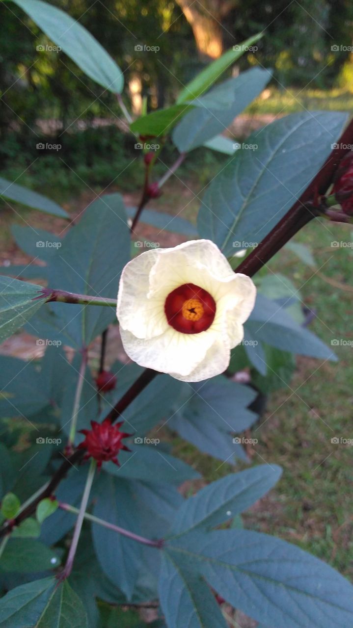 Early Morning Bloom