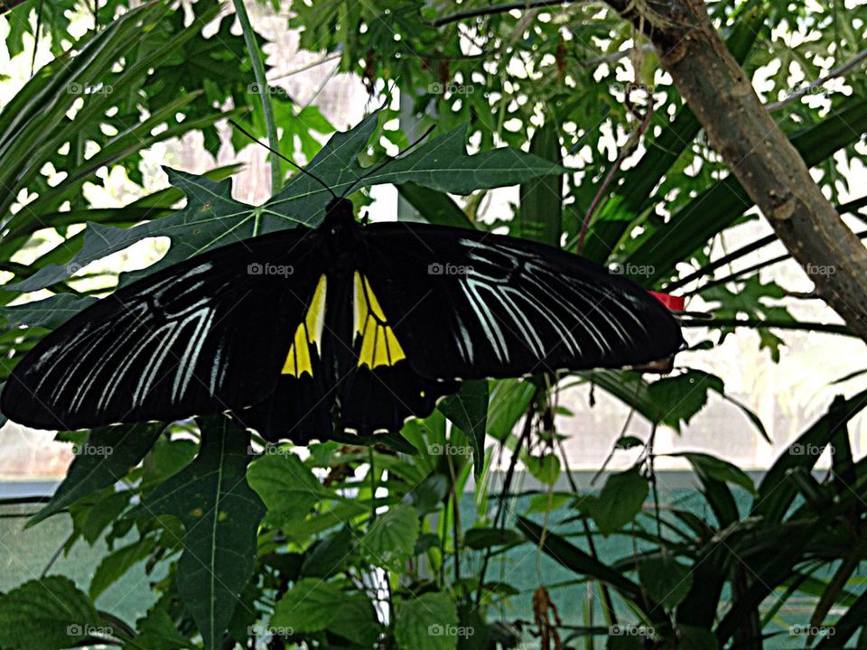 Butterfly in the garden