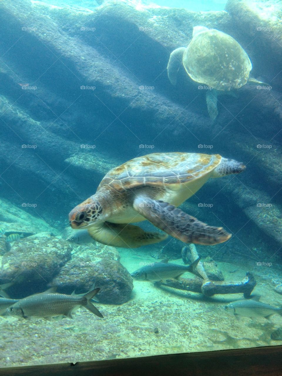 Swimming turtle. Swimming turtle 