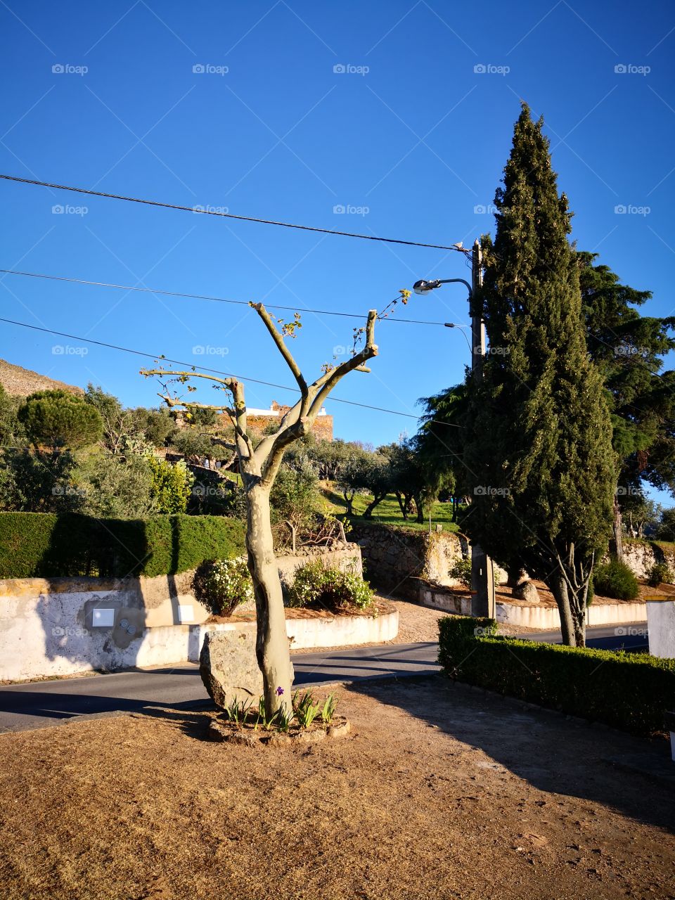 Garden, Penedo Monteiro, Castelo de Vide, Portugal