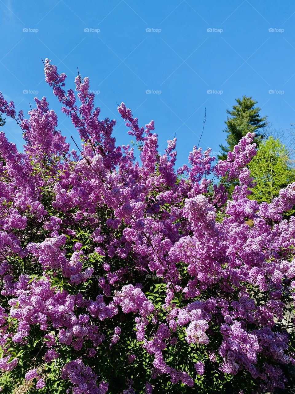 Lilac-this heavenly scented flowering plant blooms in spring. The attractive sweet-smelling flowers makes it a very popular ornamental plant in gardens and parks.