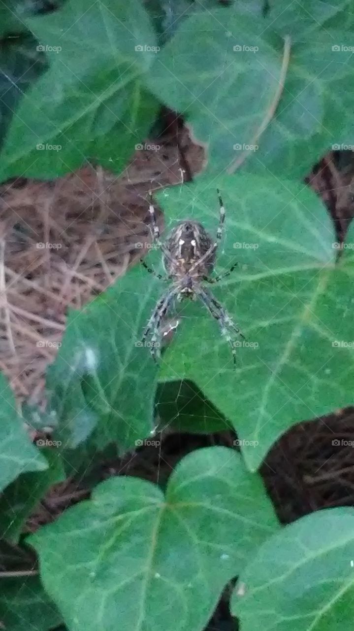 spider in web