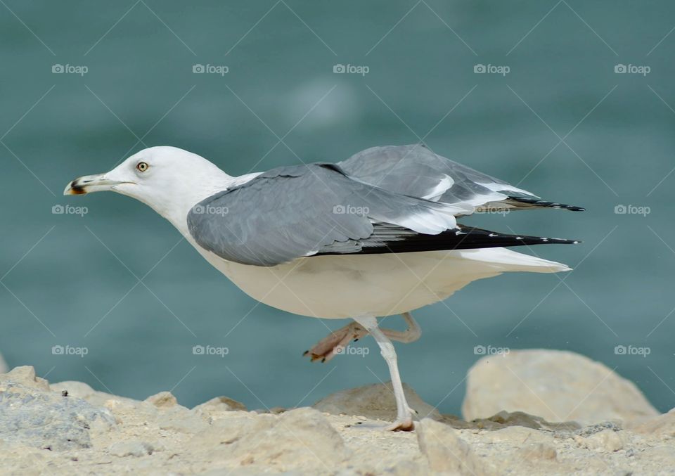 California sea gull at Bahrain