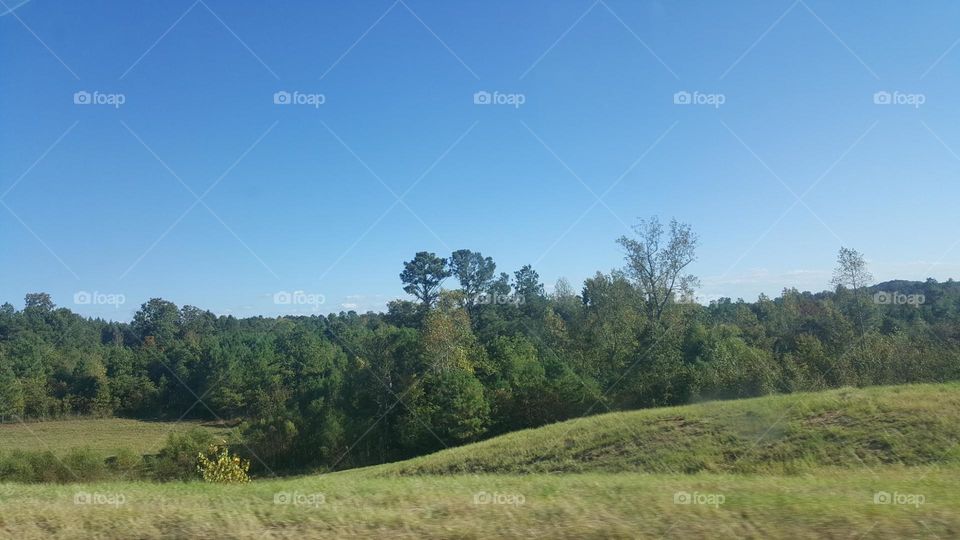 Alabama Trees