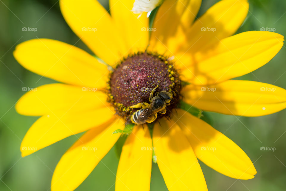 Bee Collecting Pollen on a Black Eyed Susan Flower Wildflower Up Close Macro 