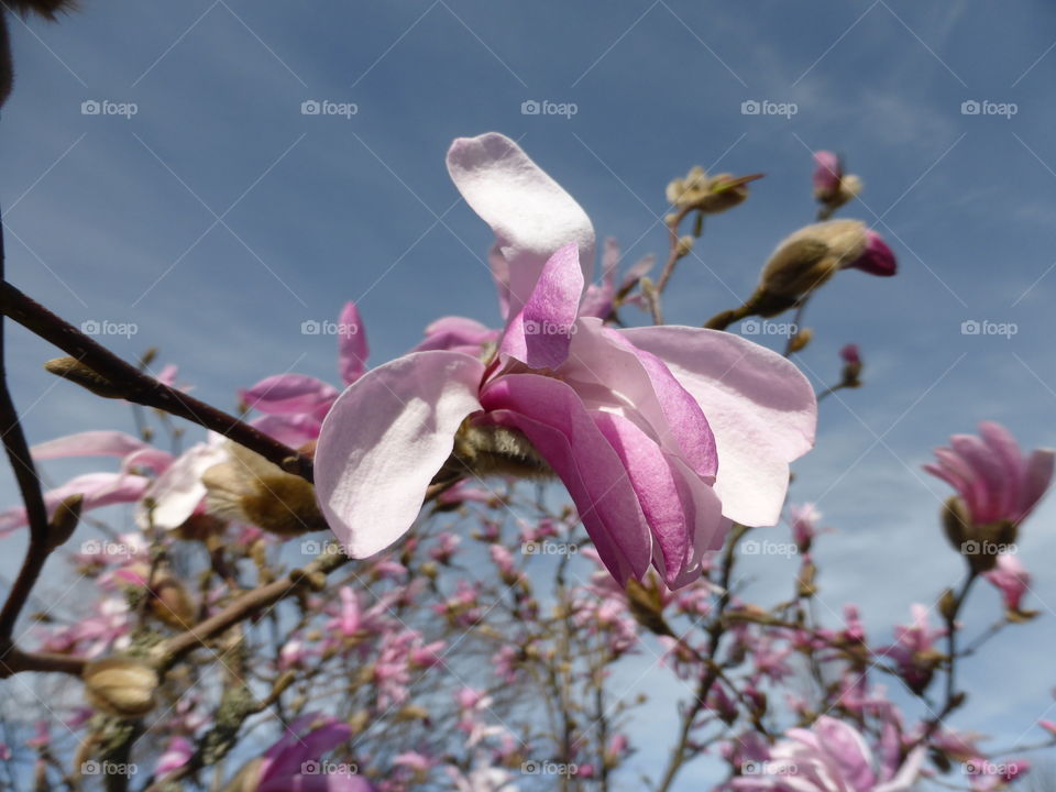 magnolia