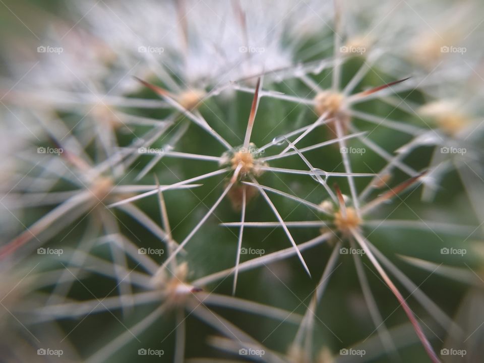 Cactus, close up of cactus 