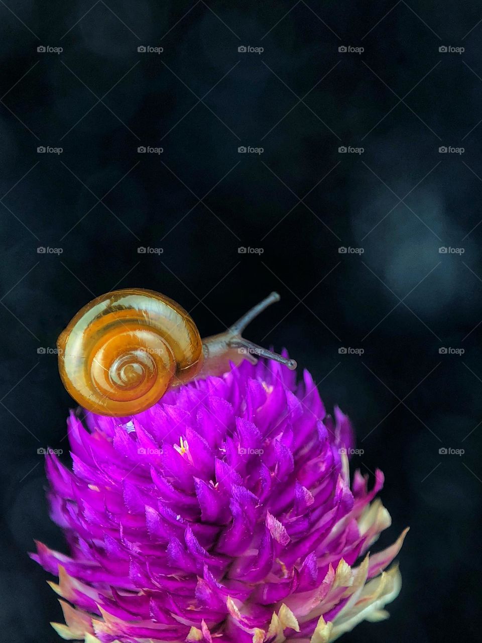 Snail