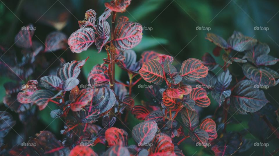 Plant with reddish leaves.