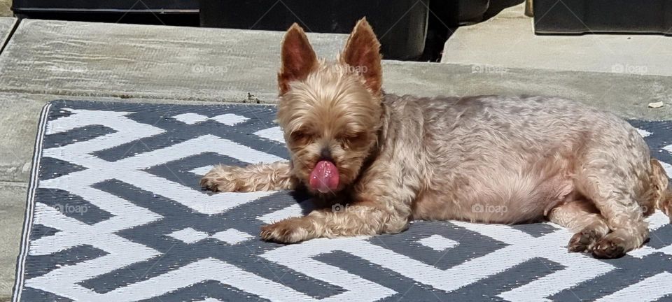 Even though you will see a dainty dog with a floor-length glossy coat when you come across a Yorkshire Terrier, the heart of this breed still beats with the feistiness of its ancestors.

Yorkies once earned their keep by taking care of the rats that