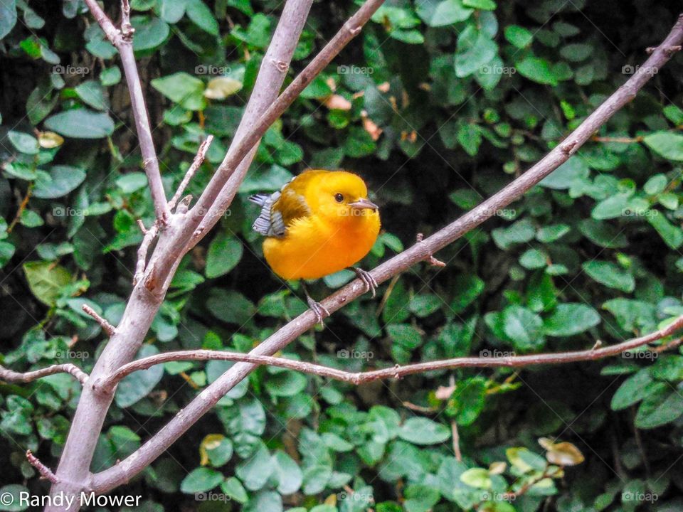 Bird, Wildlife, No Person, Nature, Outdoors