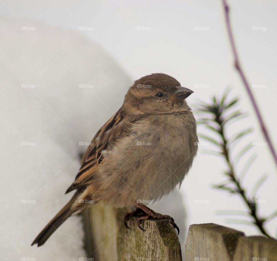 Bird in last of Winter