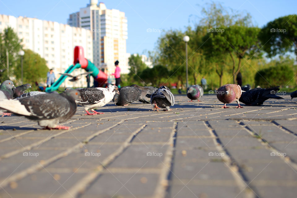 Pigeon, bird, "living being", fauna, nature, park, eat, grains, take off, landscape